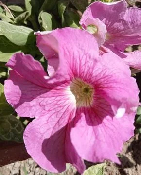 Flowers  库存照片