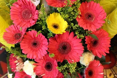Flowers Stock Photos
