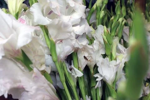 Flowers Stock Photos