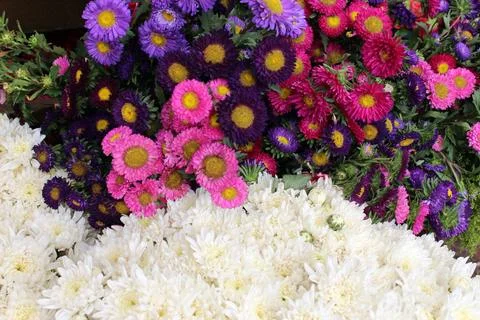 Flowers Stock Photos