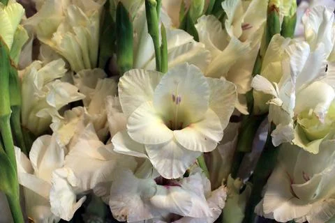 Flowers Stock Photos