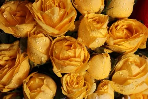 Flowers Stock Photos