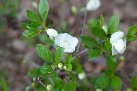 Flowers Stock Photos