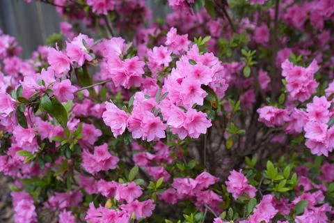 Flowers Stock Photos