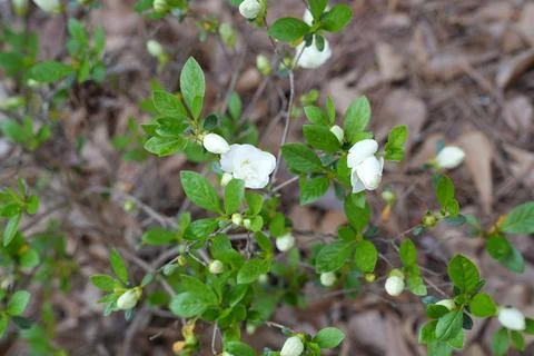 Flowers. Stock Photos