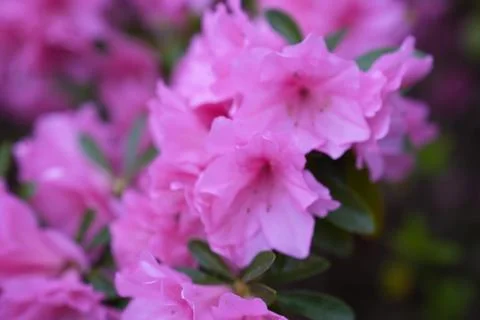 Flowers. Stock Photos