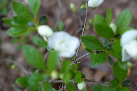 Flowers. Stock Photos