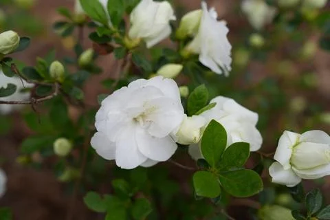 Flowers. Stock Photos
