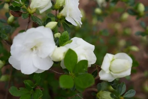 Flowers. Stock Photos