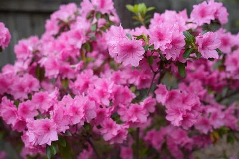 Flowers Stock Photos