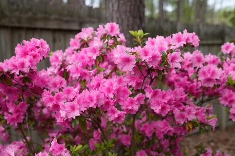 Flowers Stock Photos