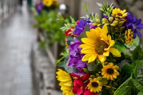 Flowers Stock Photos