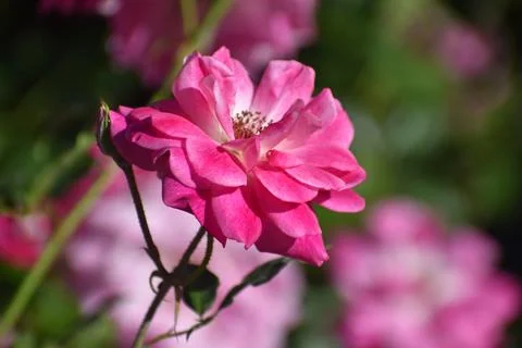 Flowers Stock Photos