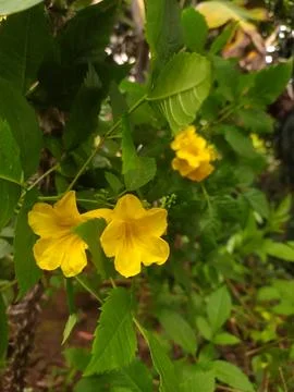 Flowers Stock Photos