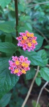 Flowers Stock Photos