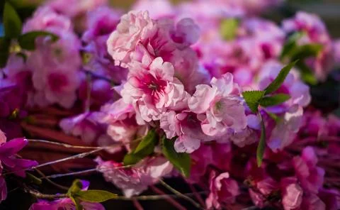 Flowers Stock Photos