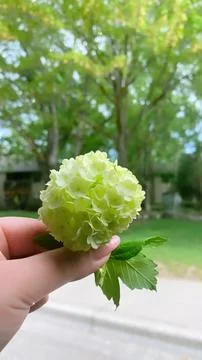 Flowers Stock Photos