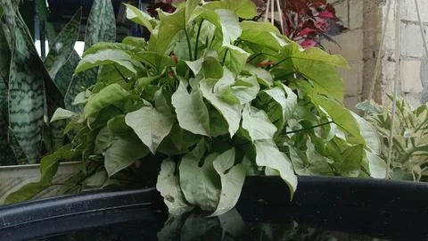 Flowers Stock Photos