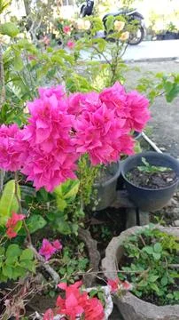 Flowers Stock Photos