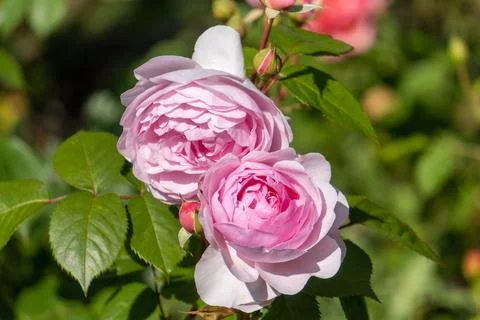 Flowers Stock Photos