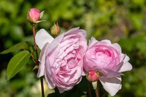 Flowers Stock Photos