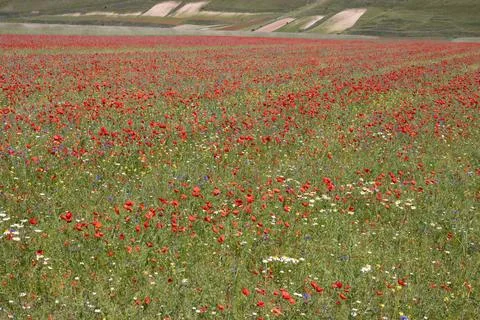 Flowers Stock Photos