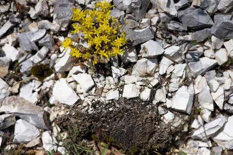 Flowers Stock Photos