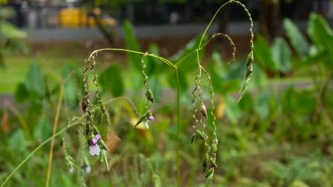 Flowers Stock Photos