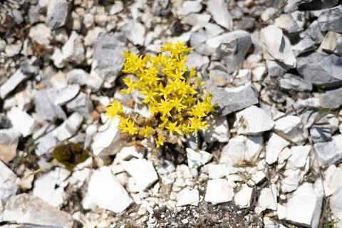 Flowers Stock Photos