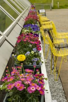 Flowers Stock Photos