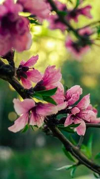 Flowers Stock Photos