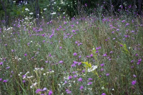 Flowers Stock Photos