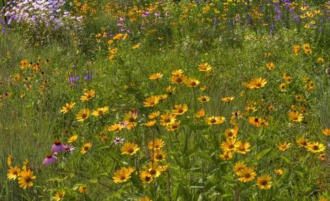 Flowers Stock Photos