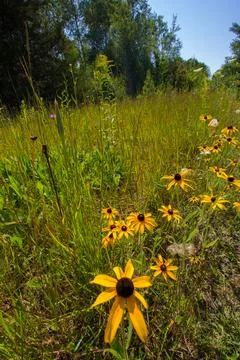 Flowers Stock Photos