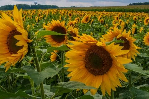 Flowers Stock Photos