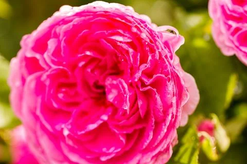 Flowers Stock Photos