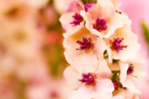 Flowers Stock Photos