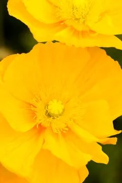 Flowers Stock Photos