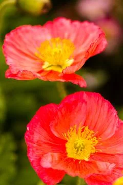 Flowers Photos