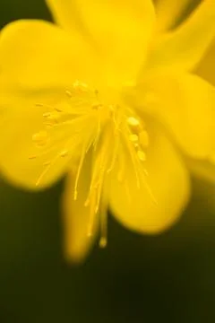 Flowers Stock Photos