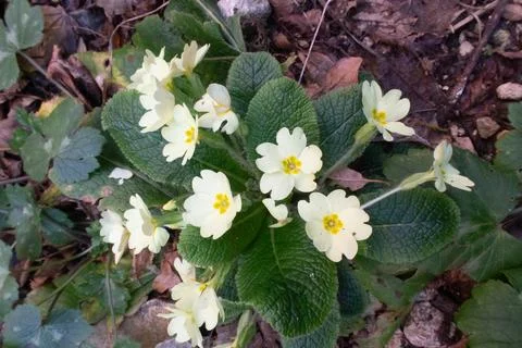 Flowers Stock Photos