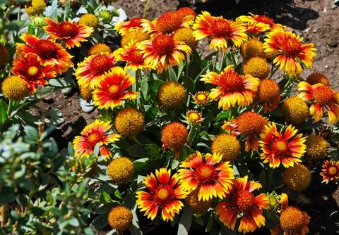 Flowers Stock Photos