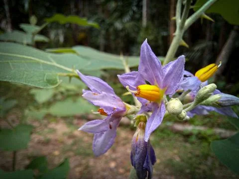 Flowers Stock Photos