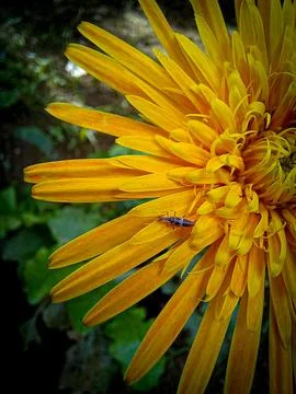 Flowers Stock Photos
