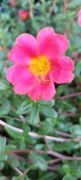 Flowers Stock Photos