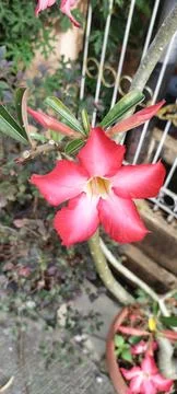 Flowers Stock Photos