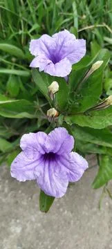 Flowers Stock Photos