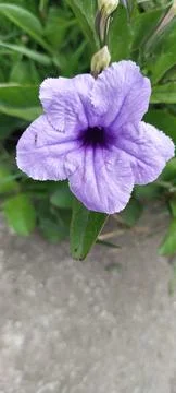 Flowers Stock Photos