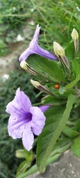 Flowers Stock Photos