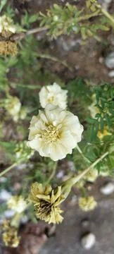 Flowers Stock Photos